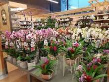 Magasin Botanic à Villeurbanne à visiter tout au long de l'année.